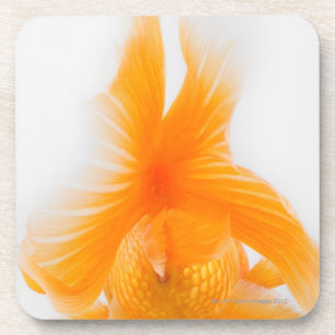 Orange lionhead goldfish (Carassius auratus) 2 Coaster