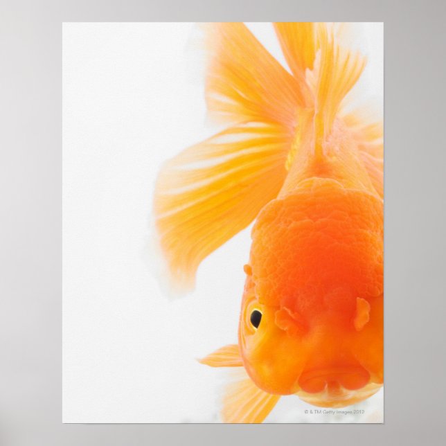 Orange lionhead goldfish (Carassius auratus) Poster (Front)