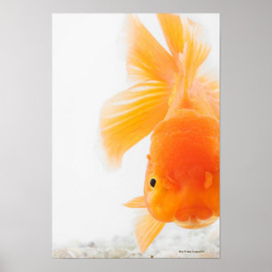 Orange lionhead goldfish (Carassius auratus) Poster