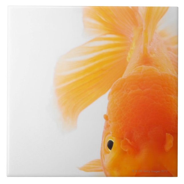 Orange lionhead goldfish (Carassius auratus) Tile (Front)