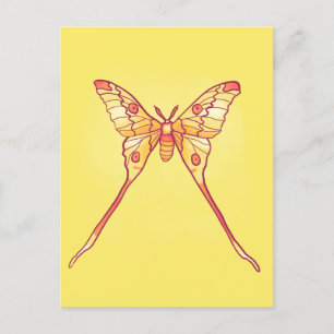 Orange Luna Moth Art – Colourful Insect Postcard