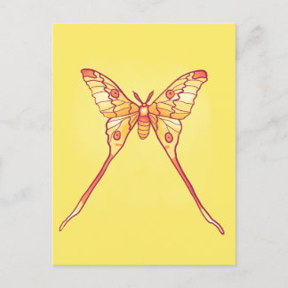 Orange Luna Moth Art – Colourful Insect Postcard