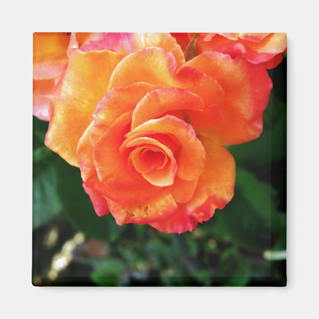 Orange   magnet (Front)