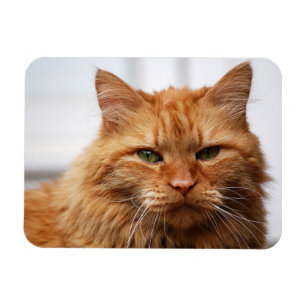 Orange Maine Coon Cat Flexible Photo Magnet