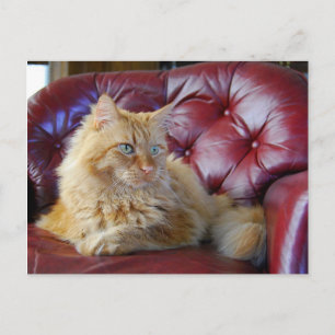 Orange Maine Coon Cat Postcard