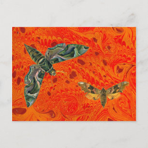 Orange Marbled Moth Postcard