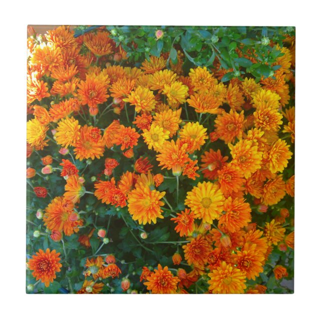 Orange Margarita Daisy Tile (Front)