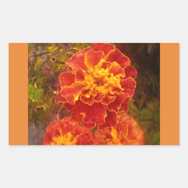 Orange Marigold Fall Morning Dew Sticker (Front)
