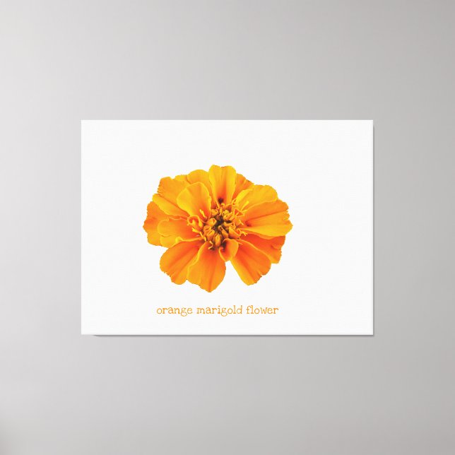 Orange marigold flower canvas print (Front)