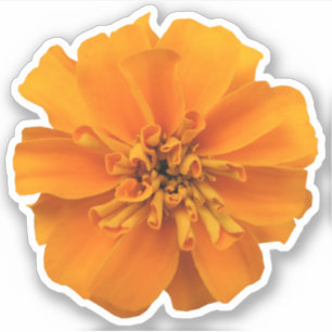 Orange Marigold Flower Countour