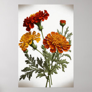 Orange Marigold Flowers Art Print Poster