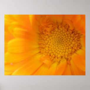 Orange Marigold Macro Print