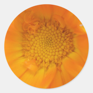 Orange Marigold Macro Stickers