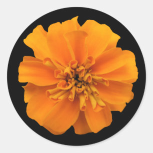 Orange Marigold on Black Classic Round Sticker
