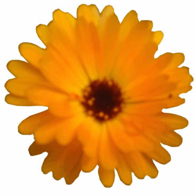 Orange Marigold Photo Sculpture (Front)