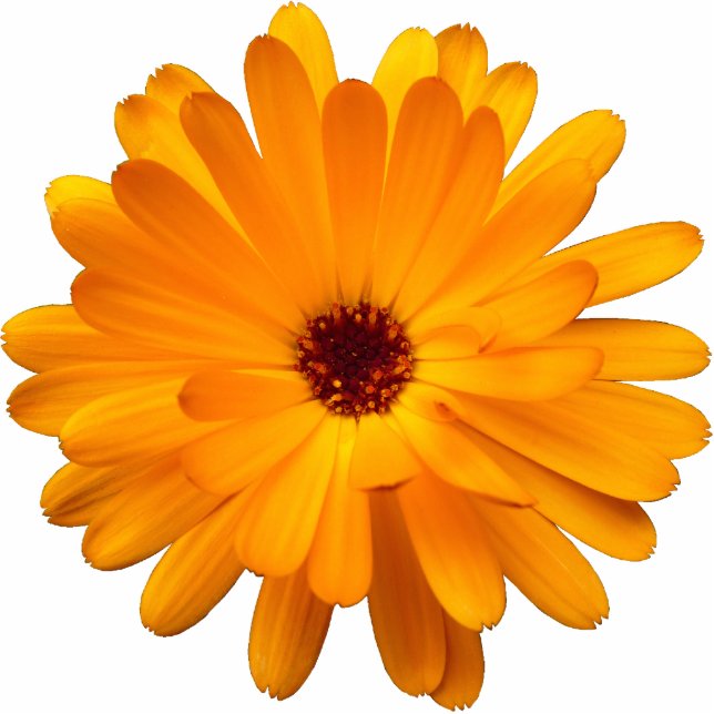 Orange Marigold Photo Sculpture Magnet (Front)