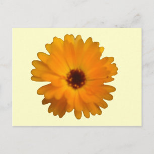 Orange Marigold Postcard