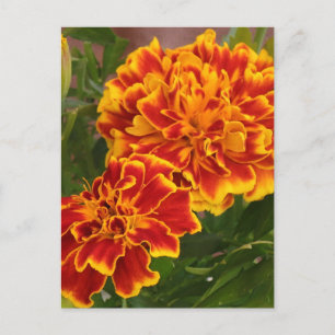 Orange Marigolds Garden Photo Postcard