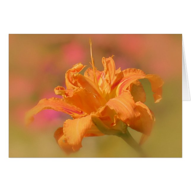 Orange Marmalade - Daylily (Front Horizontal)