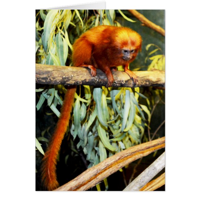 Orange_Marmoset,_Greeting_Card. (Front)