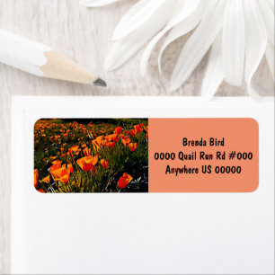 Orange Mexican Gold Poppies blooming in springtime