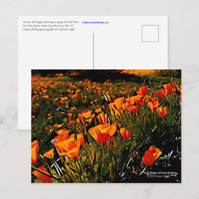 Orange Mexican Gold Poppies blooming in springtime Postcard (Front/Back)