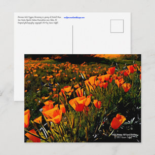 Orange Mexican Gold Poppies blooming in springtime Postcard
