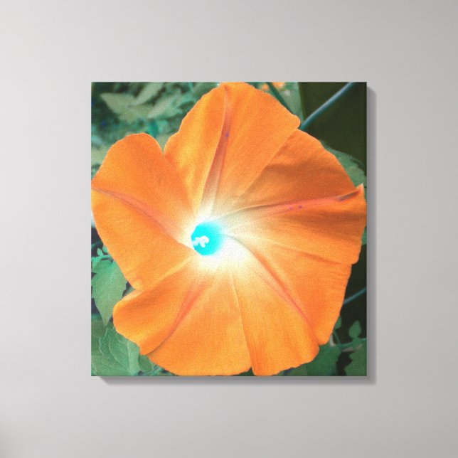 Orange Morning Glory wrapped canvas (Front)