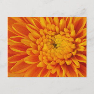 Orange Mum Fall Floral Photography Postcard
