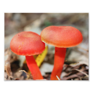 Orange Mushroom Pair Nature  Photo Print