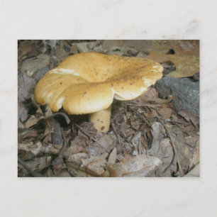 Orange Mushroom Postcard