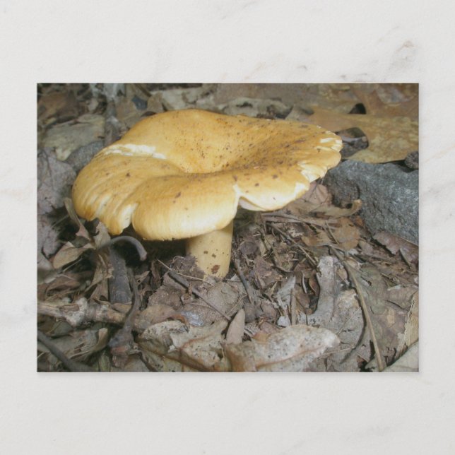 Orange Mushroom Postcard (Front)
