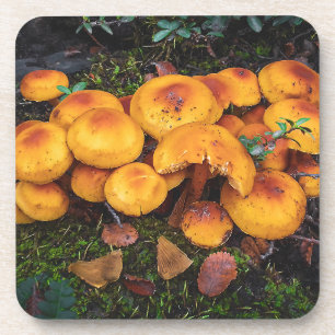 Orange mushrooms in patagonia forest, ushuaia, arg coaster