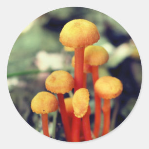 Orange Mushrooms Nature Classic Round Sticker