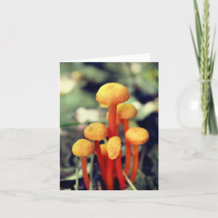 Orange Mushrooms Nature Photography  Note Card