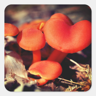Orange Mushrooms Nature Square Sticker