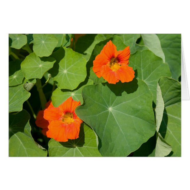 Orange Nasturtium Card (Front Horizontal)