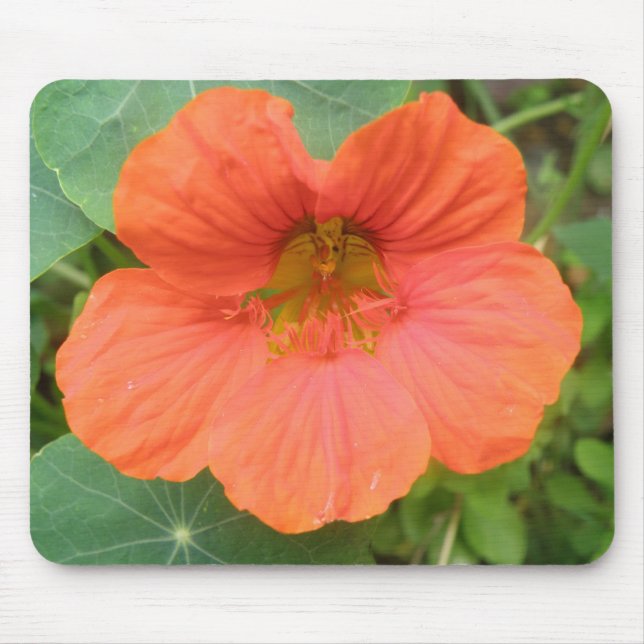 Orange Nasturtium Flower Mousepad (Front)
