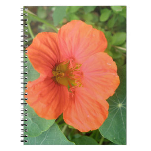 Orange Nasturtium Flower Notebook