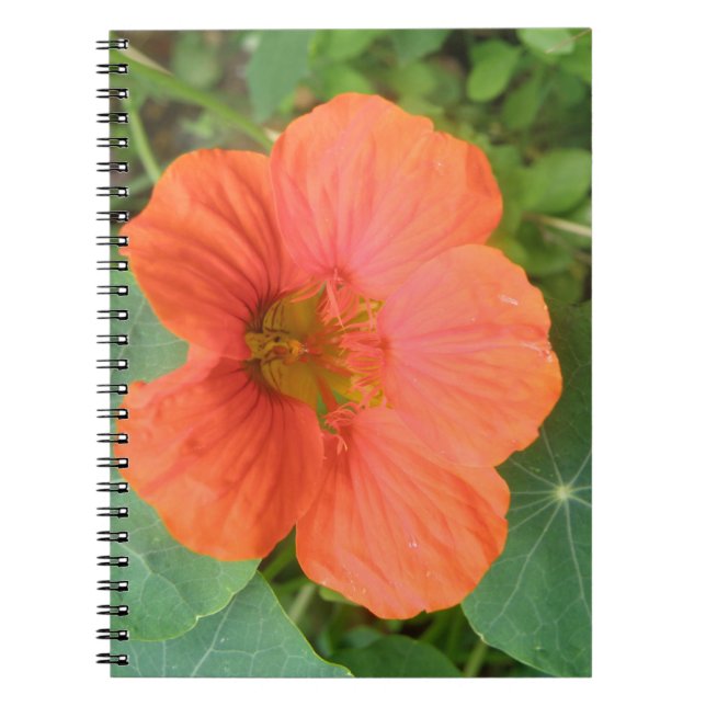 Orange Nasturtium Flower Notebook (Front)