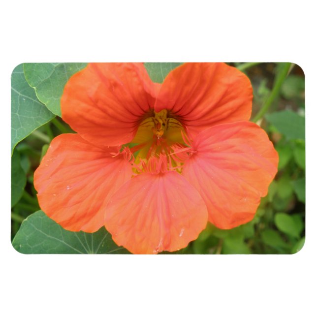 Orange Nasturtium Flower Premium Magnet (Horizontal)
