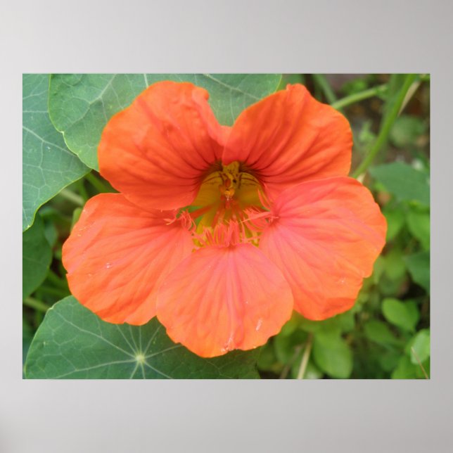 Orange Nasturtium Flower Print (Front)