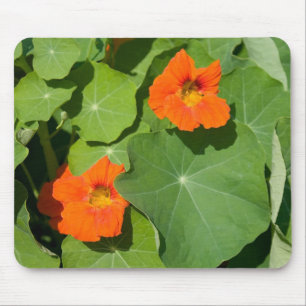 Orange Nasturtium Mouse Pad