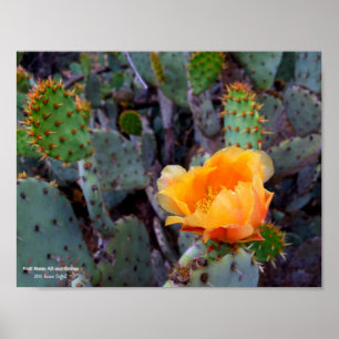 Orange opuntia prickly pear cactus blossom photo poster