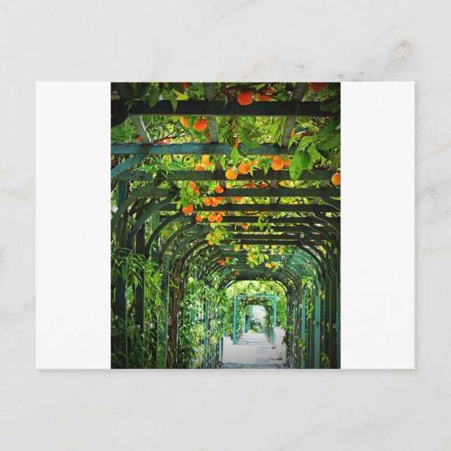 Orange Oranges and Yellow Lemons on Green Trellis Postcard (Front)