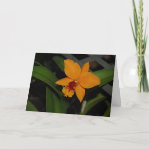 Orange Orchid Card