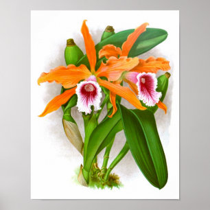 Orange Orchid Flowers no. 10 Wall Art Print