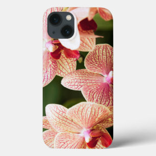 Orange Orchid Hybrid, South Africa iPhone 13 Case