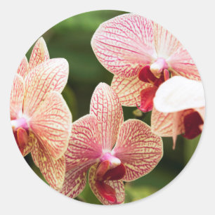 Orange Orchid Hybrid, South Africa Classic Round Sticker