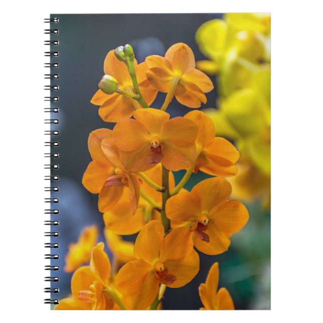 Orange orchids notebook (Front)